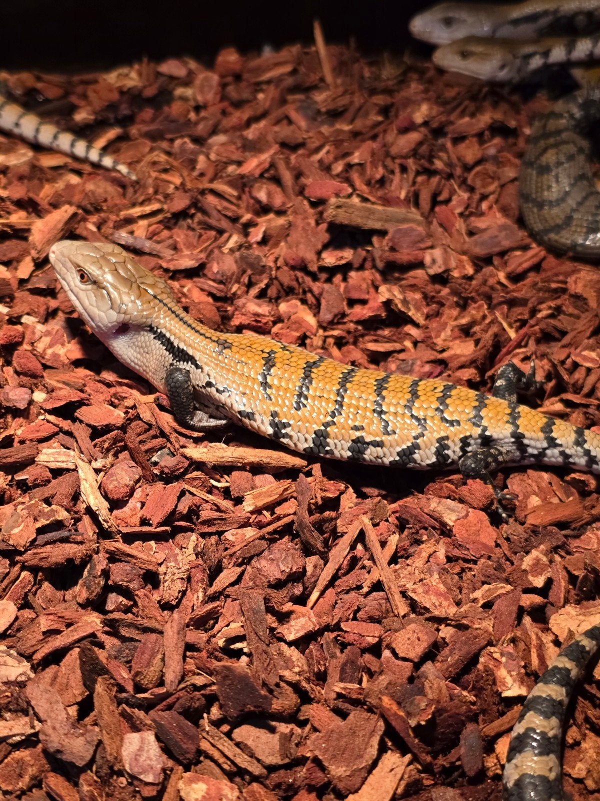 Prachtige Merauke blauwtongskinken (Tiliqua gigas evanescens, Dieren en Toebehoren, Reptielen en Amfibieën, Hagedis, 0 tot 2 jaar