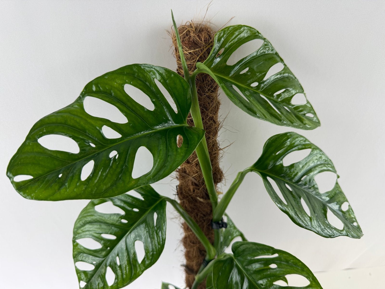 Monstera Esqueleto, Huis en Inrichting, Kamerplanten, Overige soorten, In pot, Minder dan 100 cm, Groene kamerplant