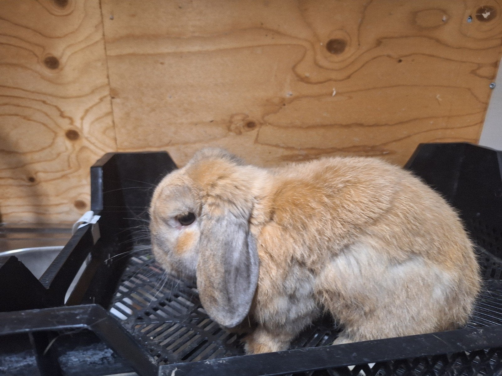 dwerg hangoor, Dieren en Toebehoren, Maart