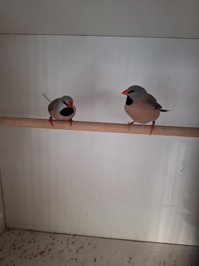Mooi koppel spitsstaartamadine's, Meerdere dieren, Tropenvogel, Geringd