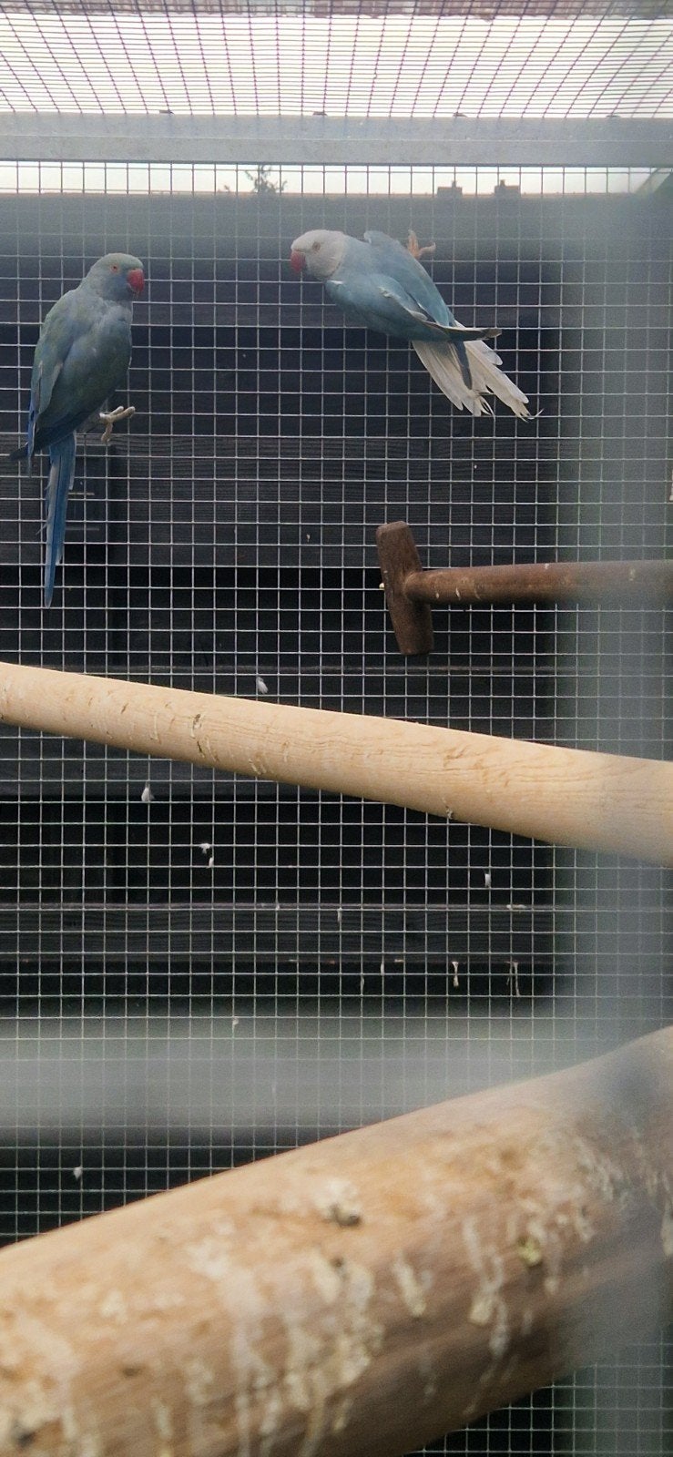Koppel halsbandparkieten Bewezen koppel!! Evt ruil parkieten, Dieren en Toebehoren, Vogels | Parkieten en Papegaaien, Meerdere dieren