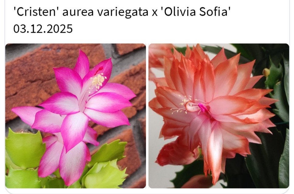 Schlumbergera nieuwe hybride zaadbesje op 1 bladsegment, Verzenden, Halfschaduw, Minder dan 100 cm