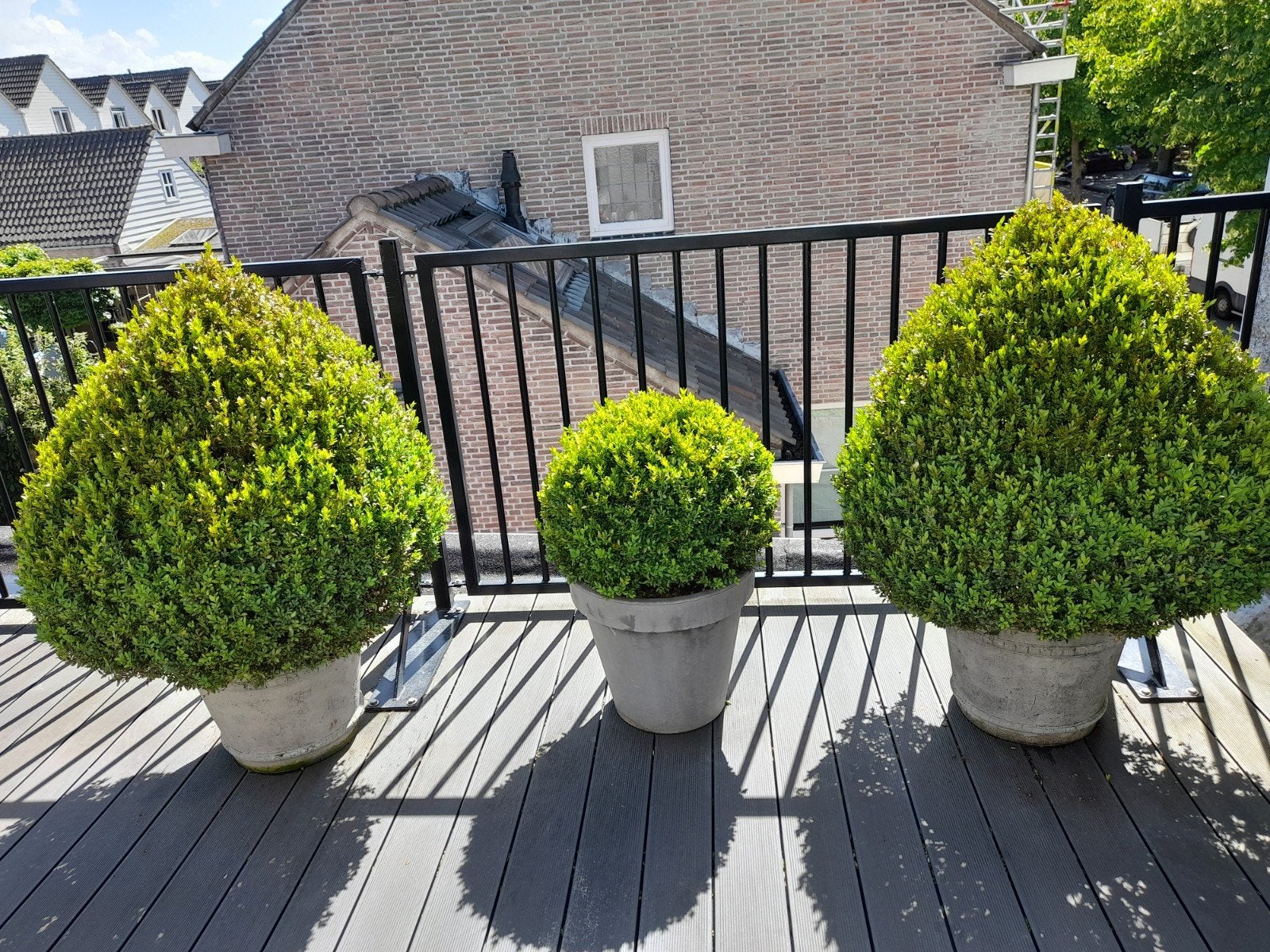 Buxus, Ophalen, 20 m² of meer
