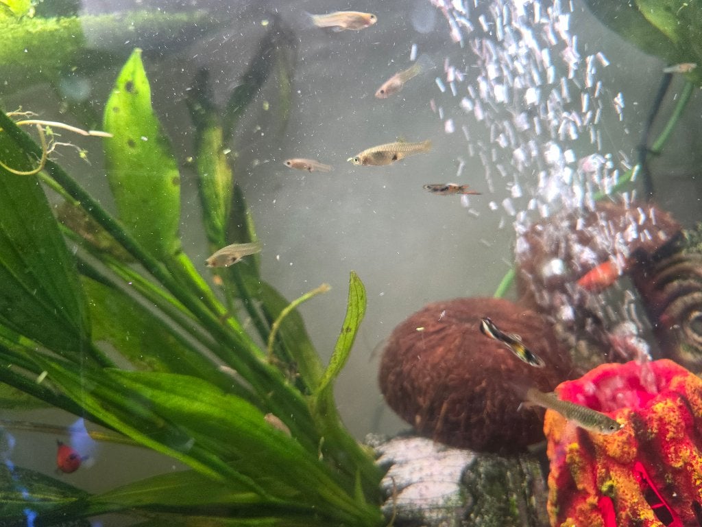Guppen mix, Vis, Zoetwatervis