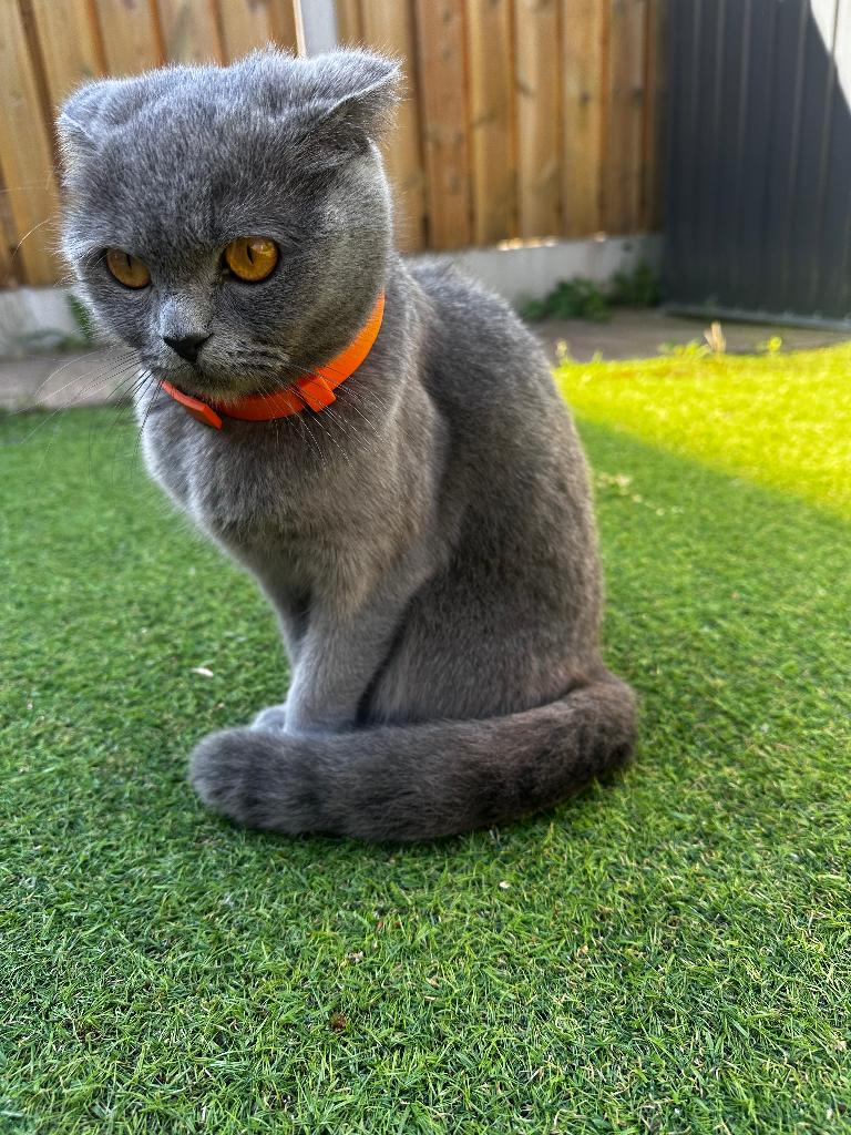 Britsh korthaar, Poes, Ontwormd, 3 tot 5 jaar