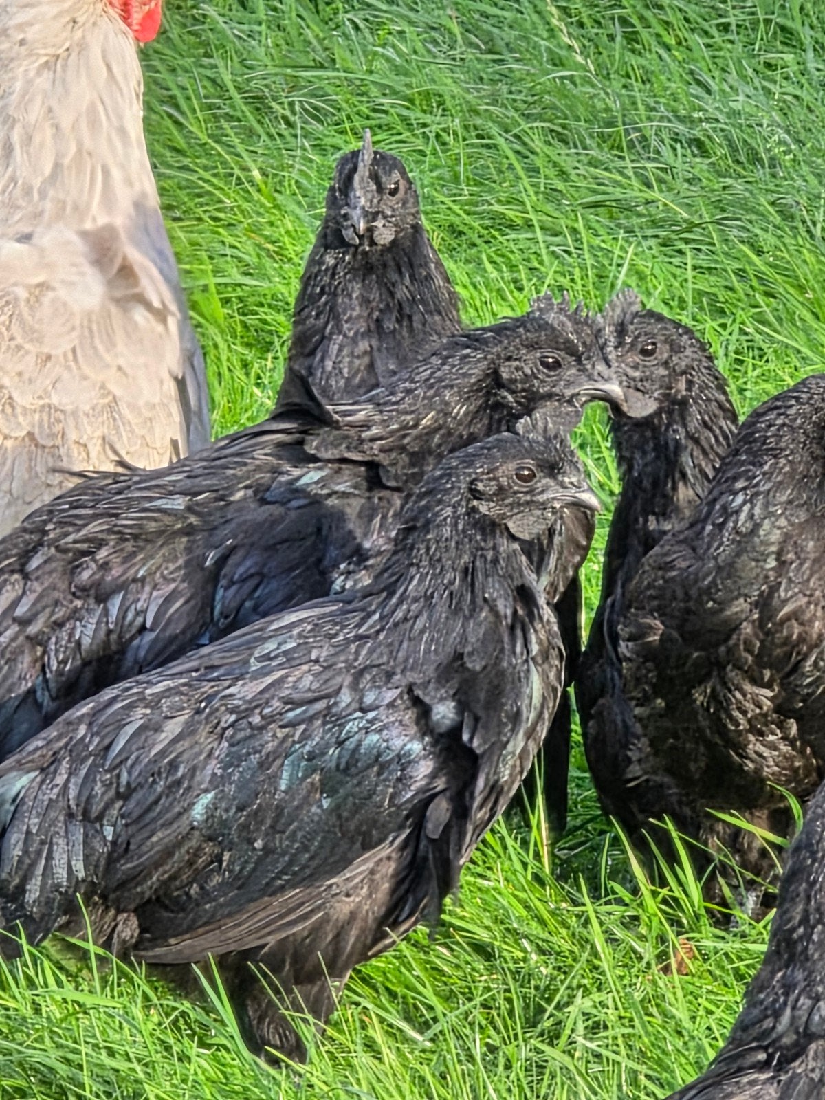 Ayam Cemani haantjes, Mannelijk, Kip