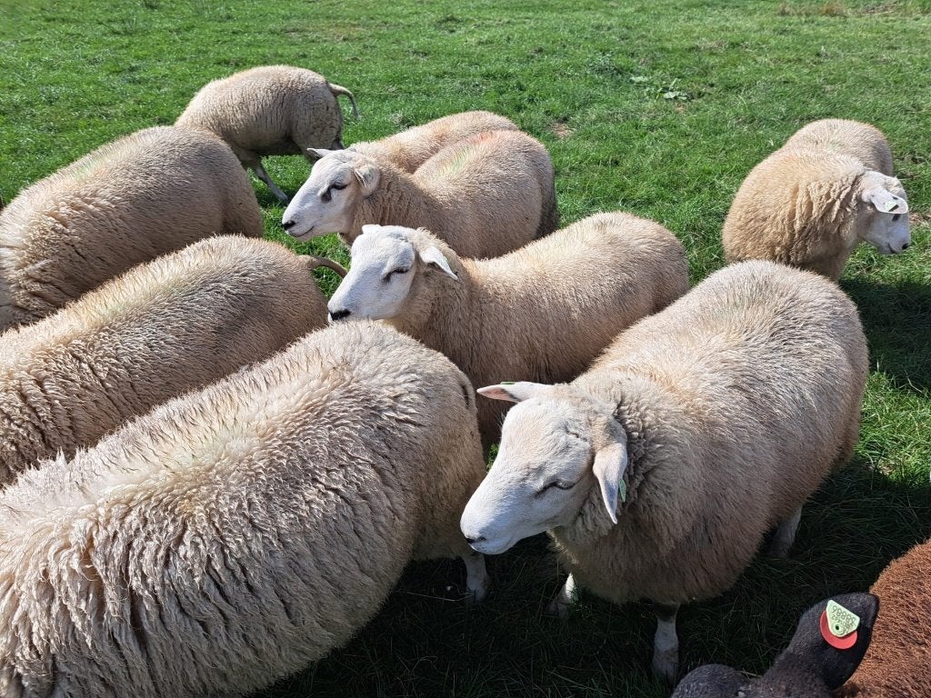 Swifter stamboekrammen 2026 – dekram zwoegervrij, Dieren en Toebehoren, Schapen, Geiten en Varkens, Mannelijk, Schaap, 0 tot 2 jaar