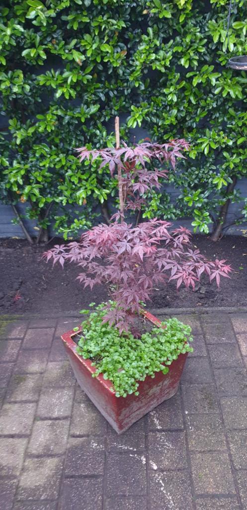 TE KOOP; RODE JAPANSE ESDOORN OFTEWEL RODE ACER, Ophalen, Bloeit niet, Halfschaduw, Overige soorten
