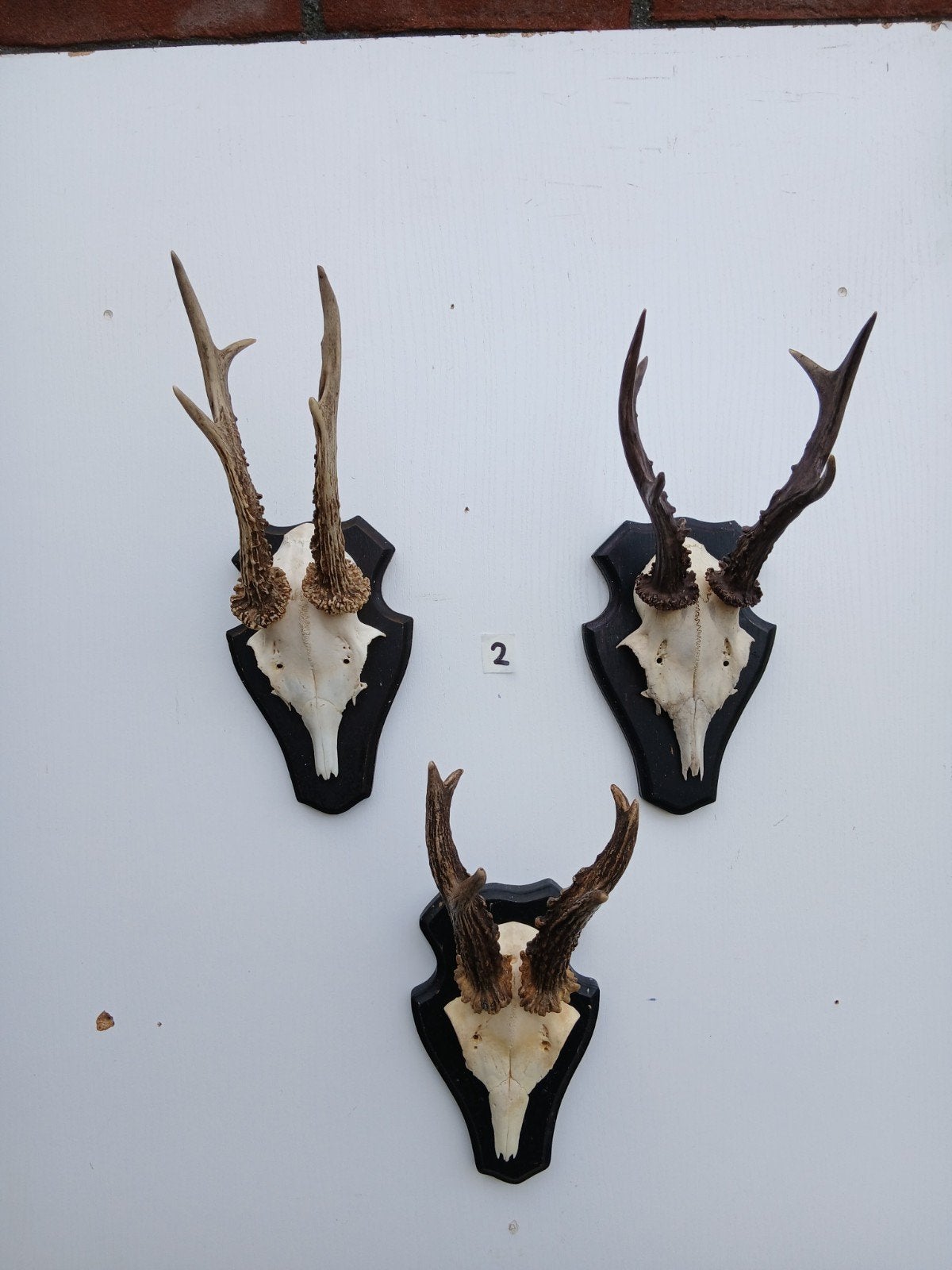 3 ree geweien (2),  samen voor € 30, Ophalen of Verzenden, Zo goed als nieuw, Wild dier, Gewei of Kop