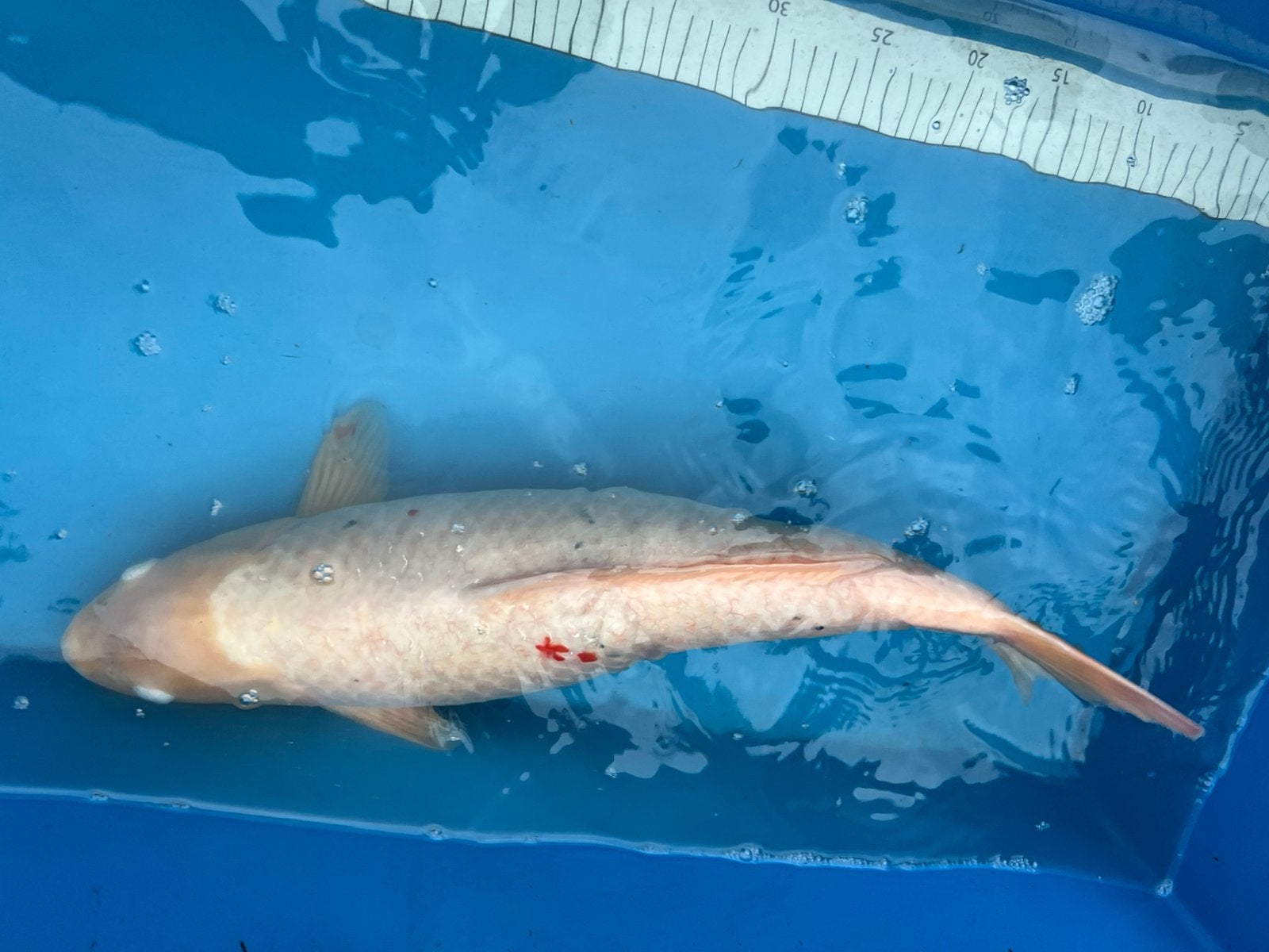Grote forse koi, Dieren en Toebehoren, Karper of Koi