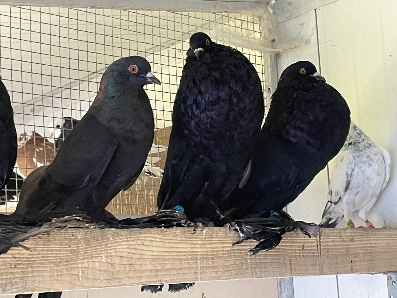 Hollandse Kroppers (Zwart), Dieren en Toebehoren, Meerdere dieren, Overige soorten