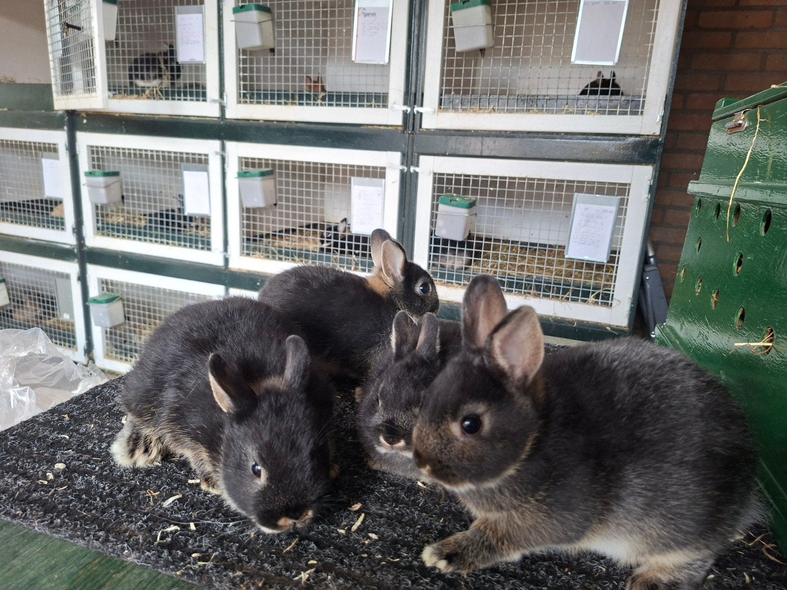 Kleurdwergen / dwergkonijnen, Dieren en Toebehoren, Meerdere dieren, Dwerg, 0 tot 2 jaar