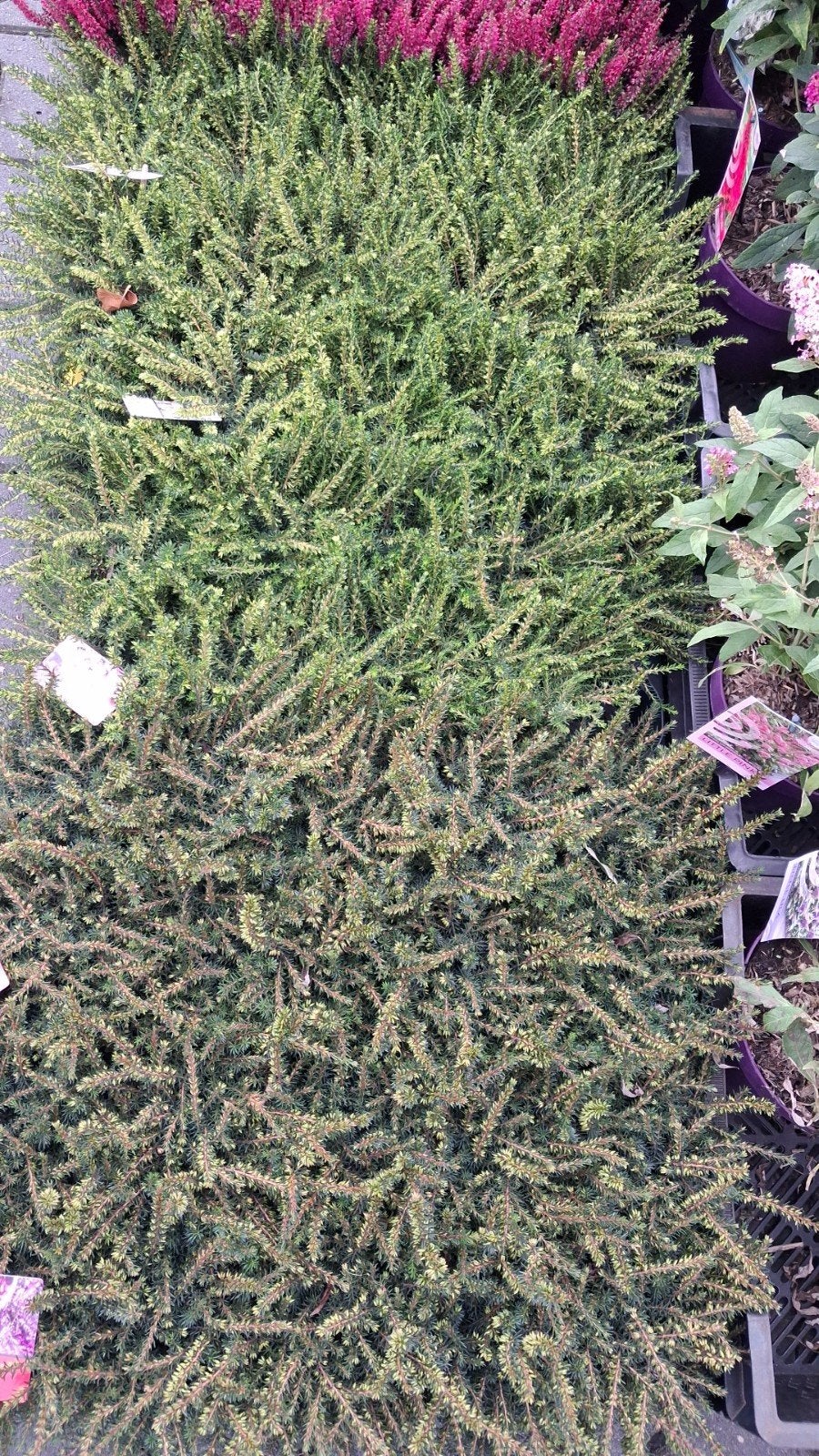 Erica (Heide) - Diverse kleuren beschikbaar, Tuin en Terras, Overige soorten, Vaste plant, Ophalen of Verzenden, Halfschaduw