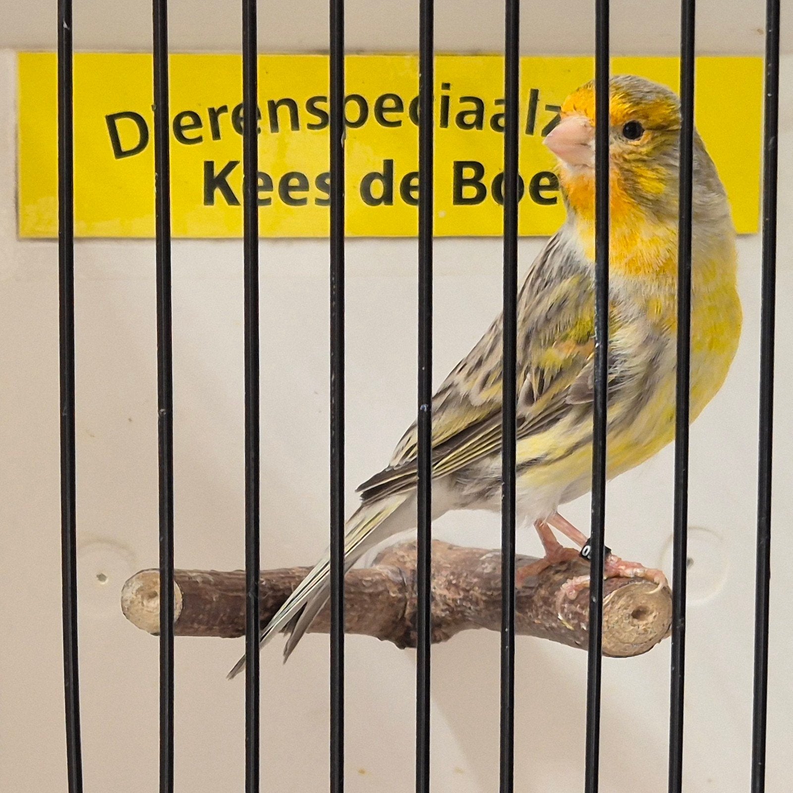 mozaïek kanarie man, Dieren en Toebehoren, Vogels | Kanaries, Mannelijk, Kleurkanarie