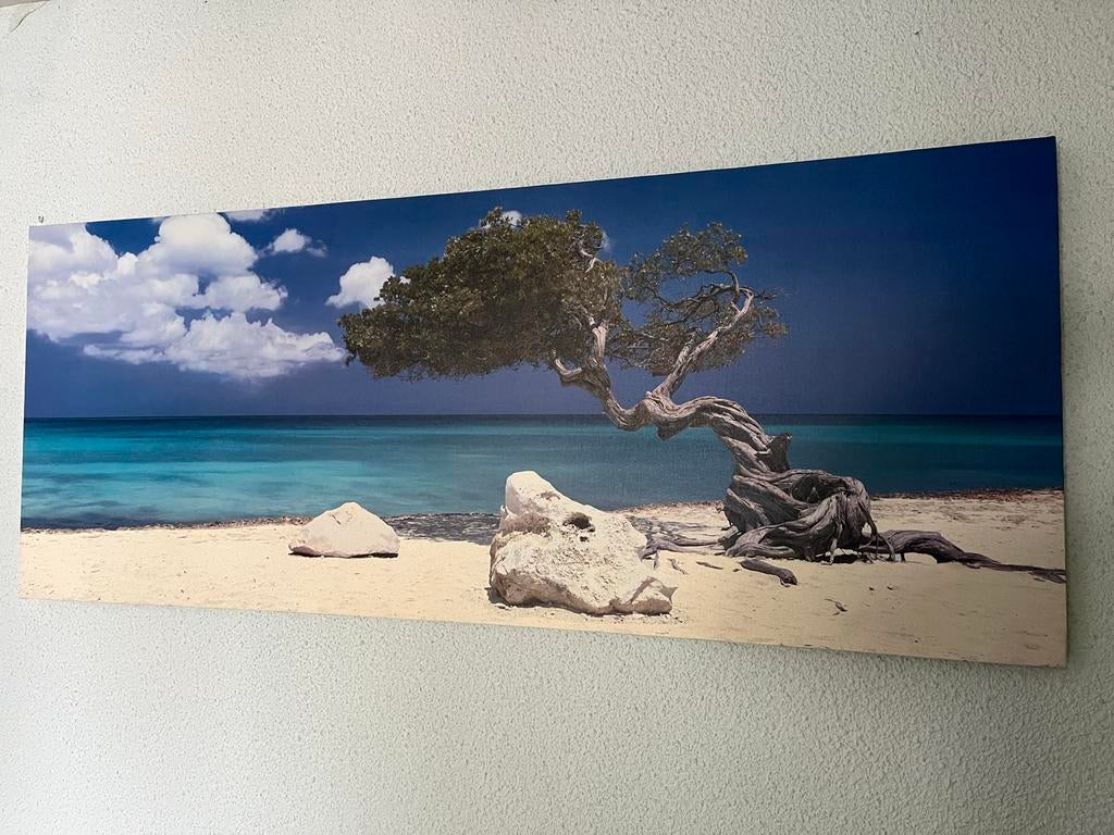 Canvas Divi-Divi boom op Aruba strand, Ophalen, Zo goed als nieuw, Schilderij, 100 tot 125 cm