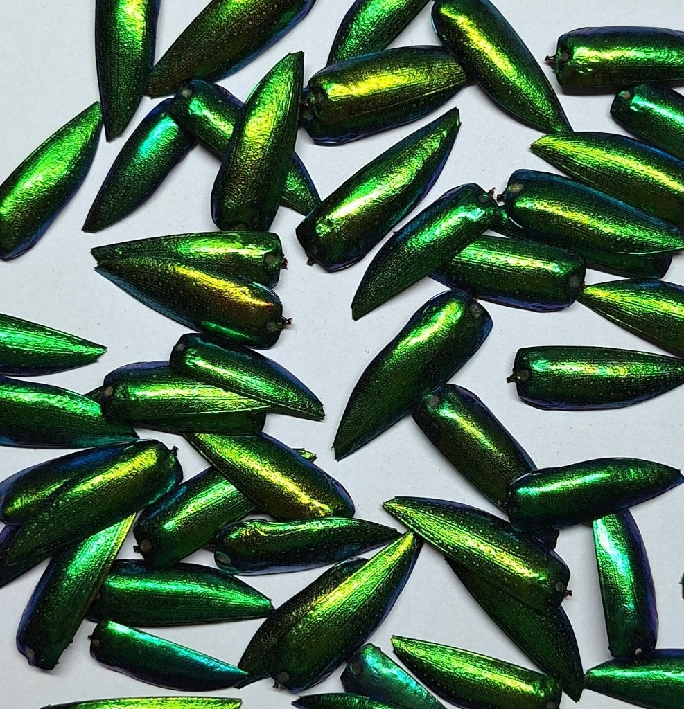 losse keverschilden voor kunst en hobby, Verzamelen, Dierenverzamelingen, Ophalen of Verzenden, Nieuw, Insect, Opgezet dier