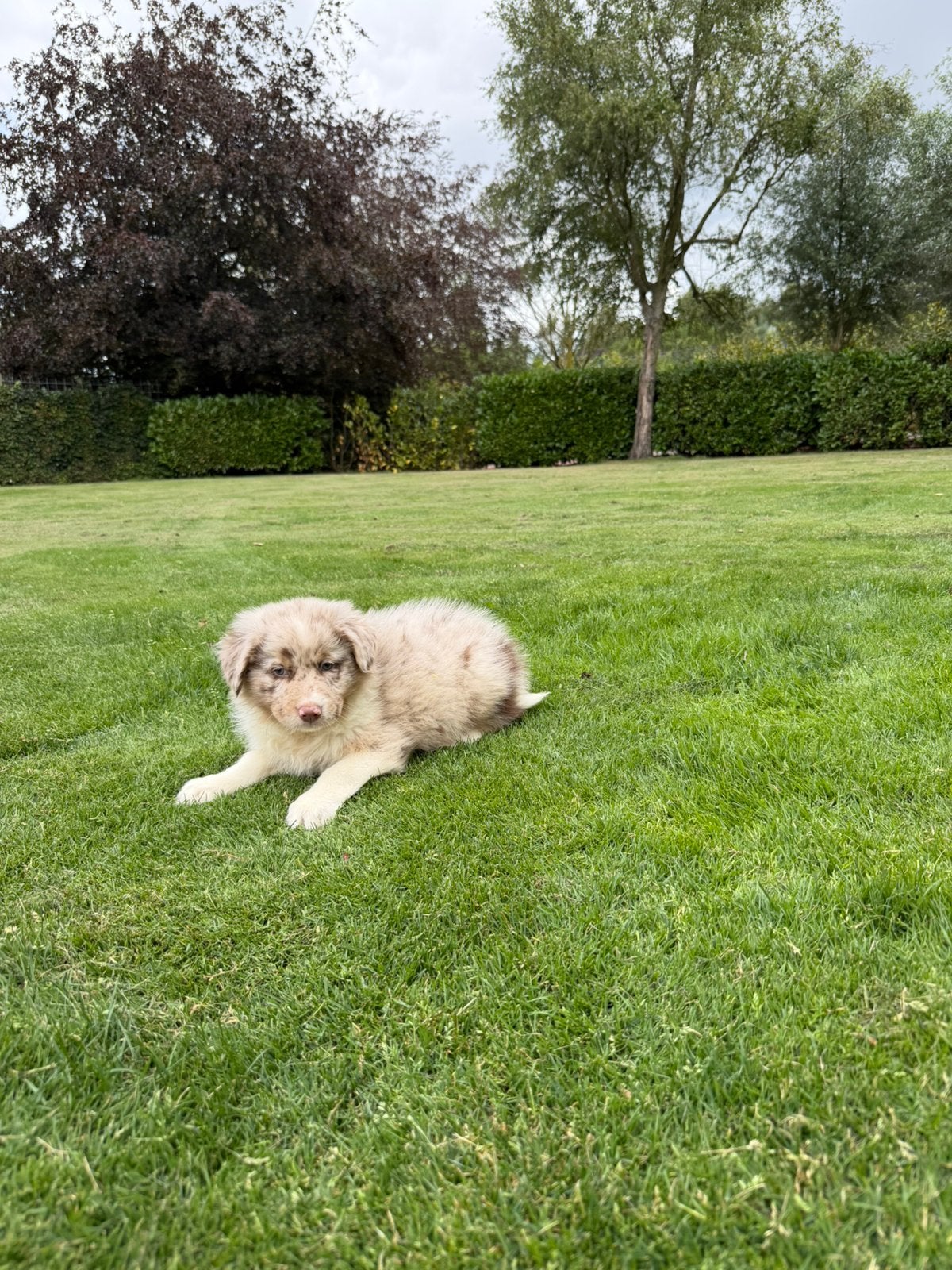 Australian Shepherd x Border Collie pups (reutjes), Parvo, Nederland, Overige rassen, 8 tot 15 weken