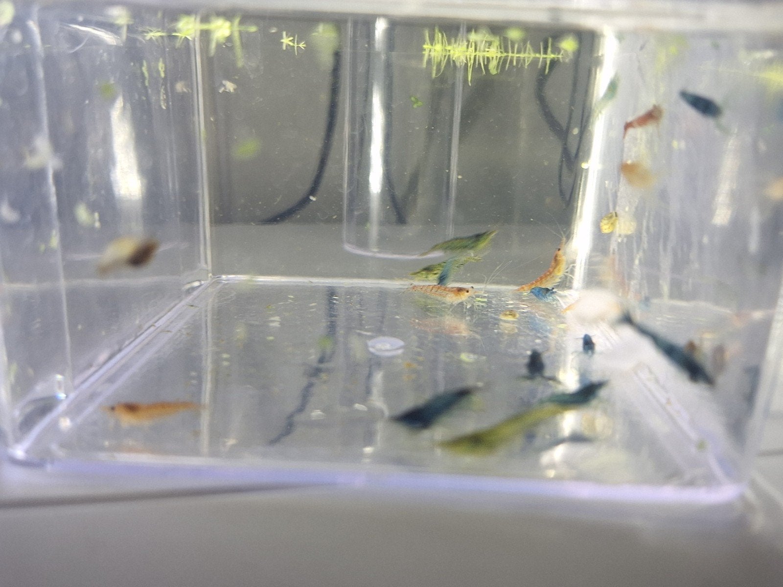 Mix Neocaridina Garnalen, Kreeft, Krab of Garnaal, Zoetwatervis, Schoolvis
