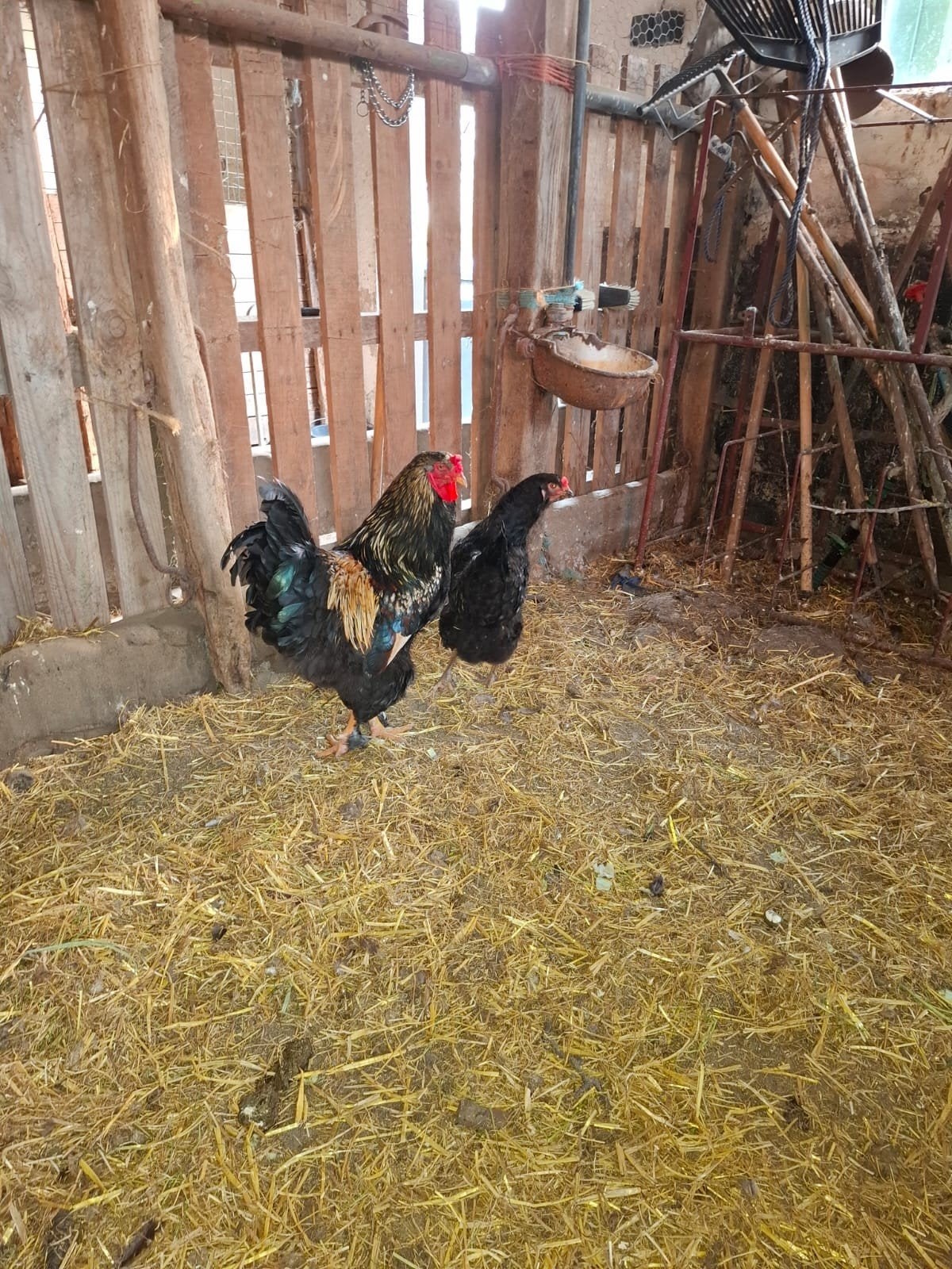 Sier haantje met hennetje, Dieren en Toebehoren, Meerdere dieren, Kip