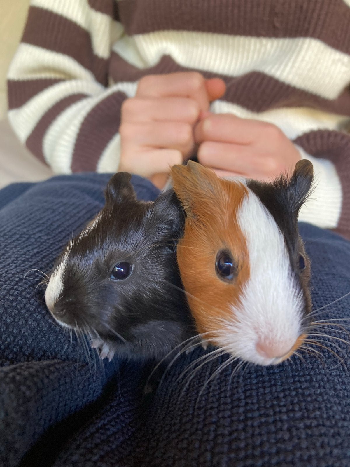 Schattige baby cavia’s handtam, Dieren en Toebehoren, Cavia, Meerdere dieren, Tam, September