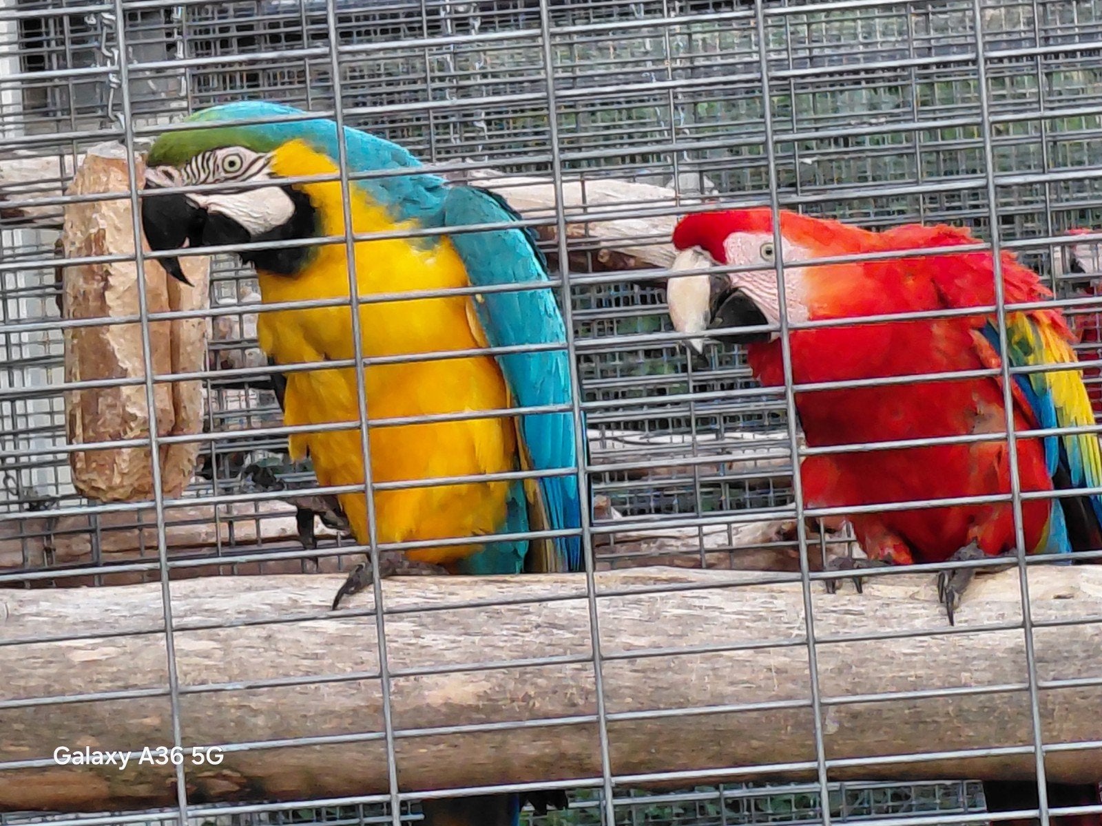 1-1 ara, Dieren en Toebehoren, Meerdere dieren, Papegaai