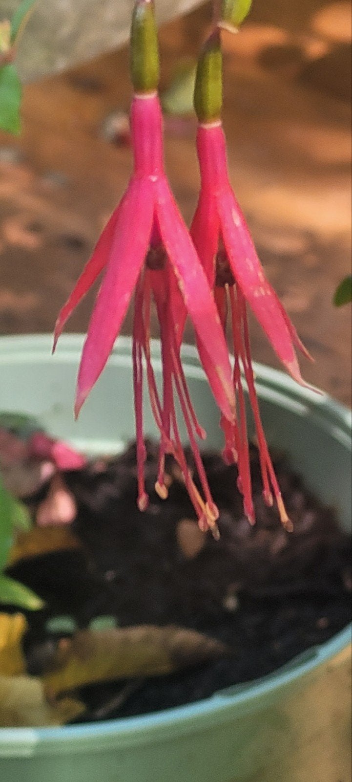 Fuchsia (Bellenplant) winterhard, Tuin en Terras, Ophalen, Overige soorten