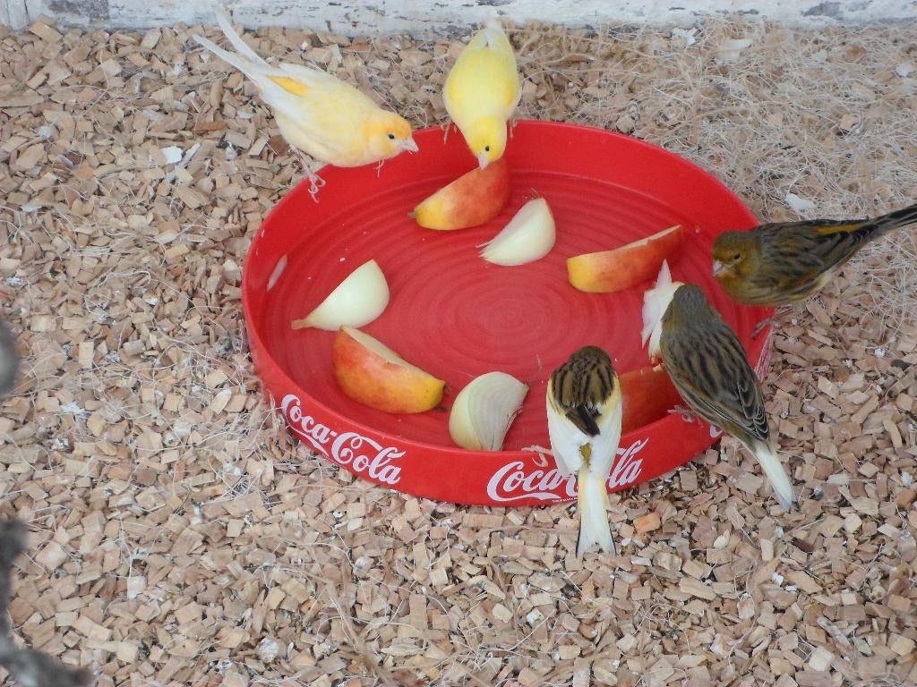 Kanarie, Meerdere dieren, Kleurkanarie