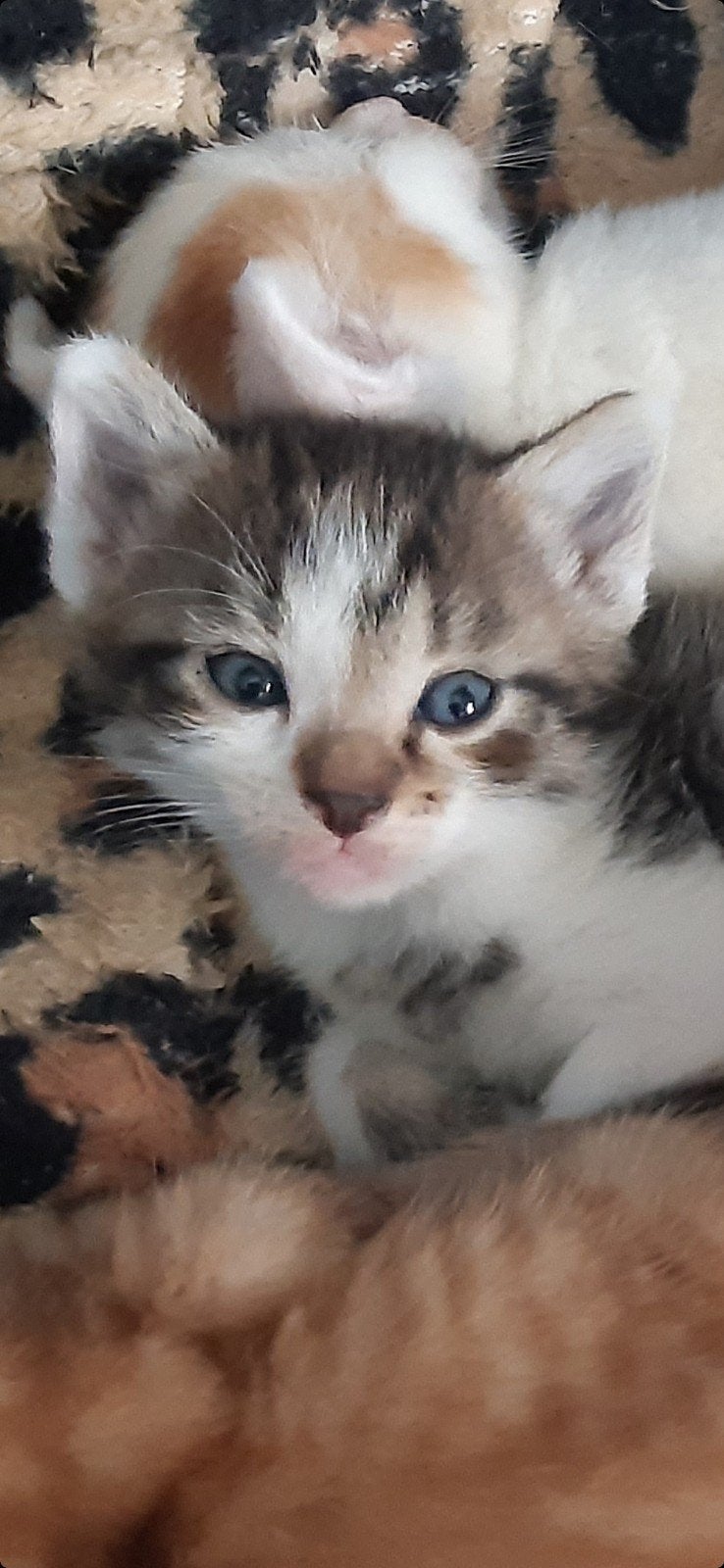 jonge kittens te reserveren, laatste 3 mogen al verhuizen, 0 tot 2 jaar