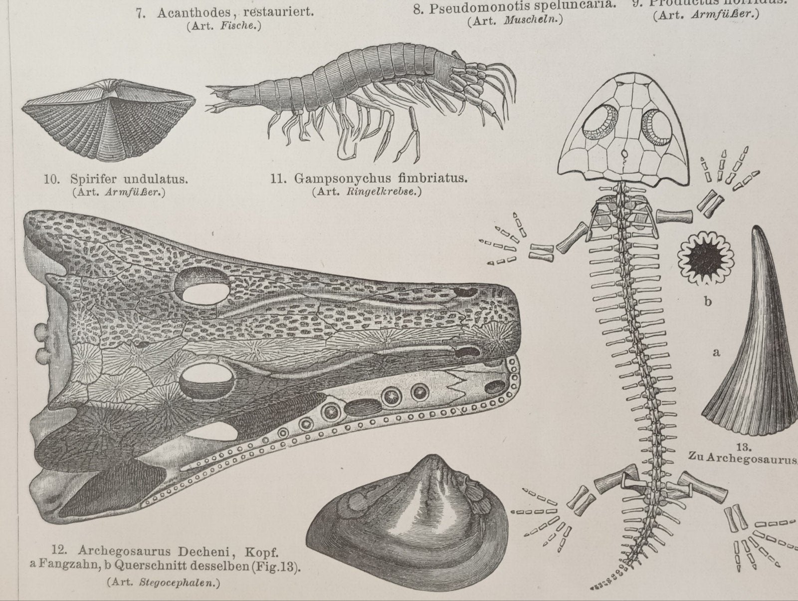 19e eeuwse gravure Perm Fossielen Vissen Amfibieën, Ophalen of Verzenden
