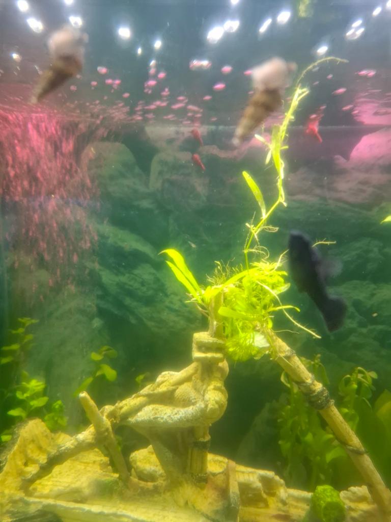Torenslakken, Dieren en Toebehoren, Vissen | Aquaria en Toebehoren, Ophalen of Verzenden