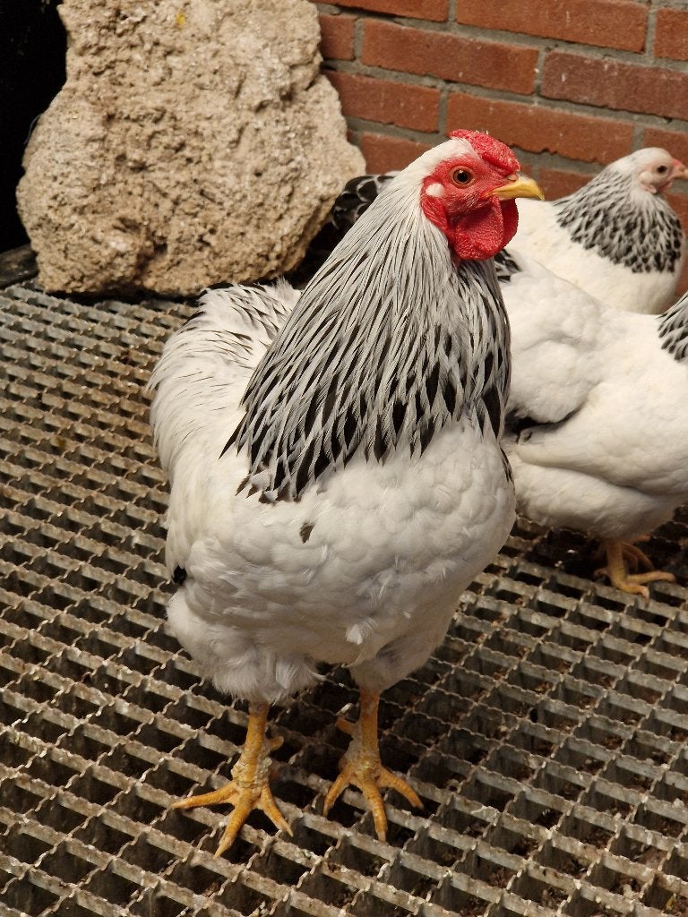 Wyandotte Columbia kriel haan, Dieren en Toebehoren, Mannelijk, Kip