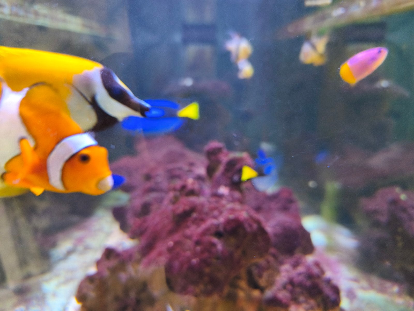 Zeeaquarium met/of vissen