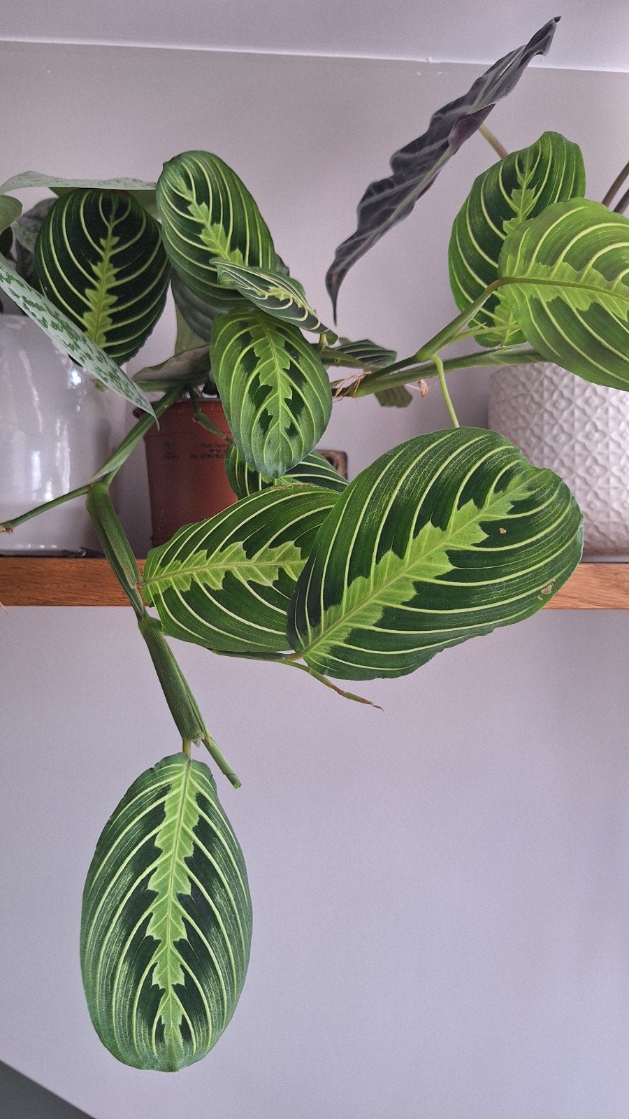 Mooie Maranta 'Lemon Lime' Gebedsplant, Overige soorten, In pot, Minder dan 100 cm, Groene kamerplant
