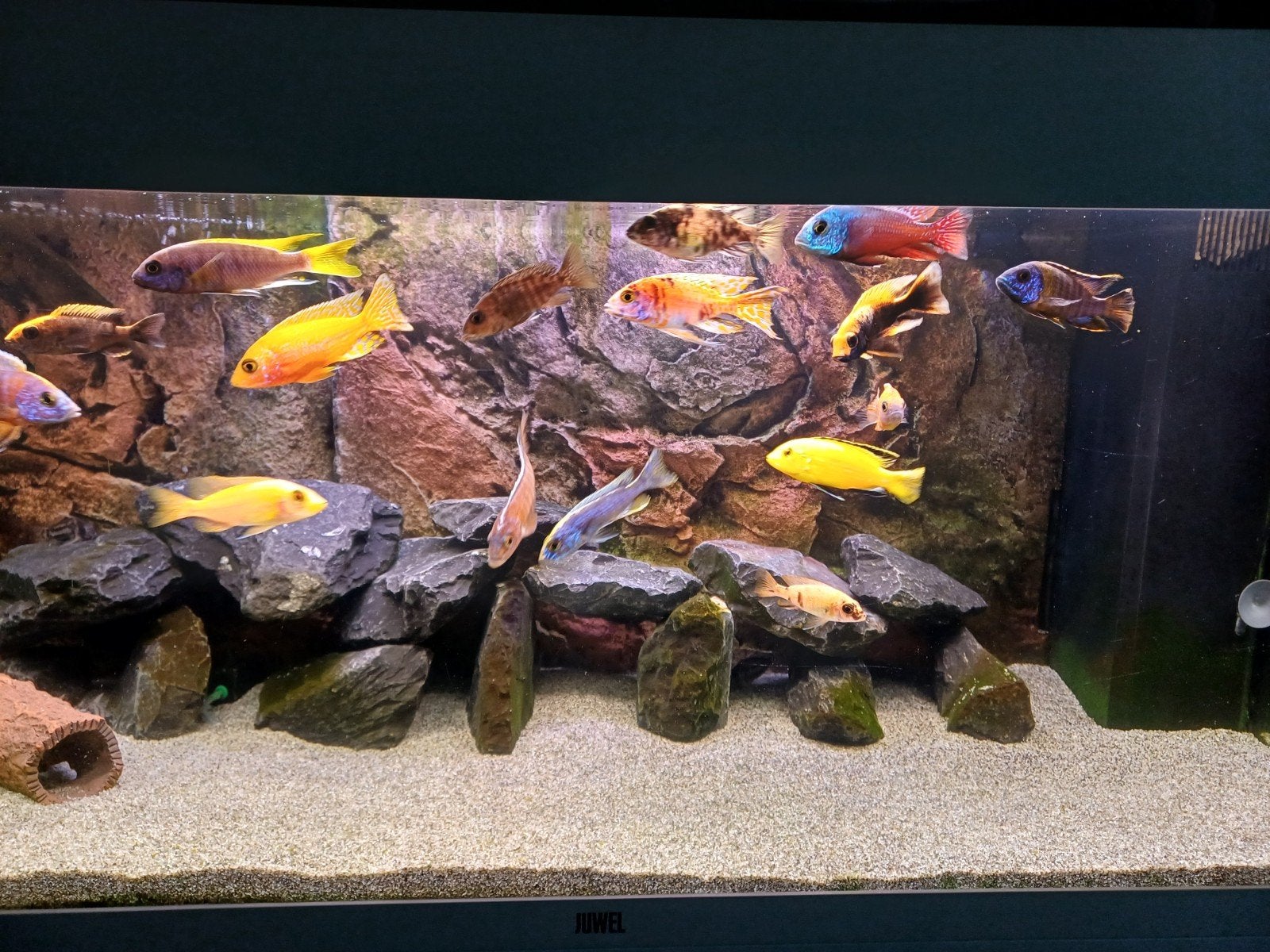 juwel Rio 180 LTR wit, Ophalen, Juwel, Inclusief toebehoren, Gevuld zoetwateraquarium