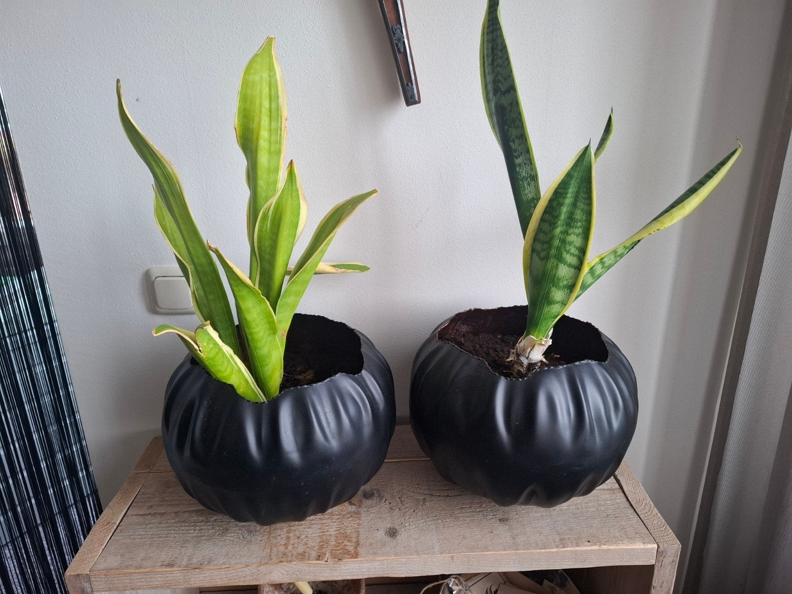 2 Sanseveria planten met pot, Huis en Inrichting, Kamerplanten, Ophalen, Overige soorten, Halfschaduw, In pot