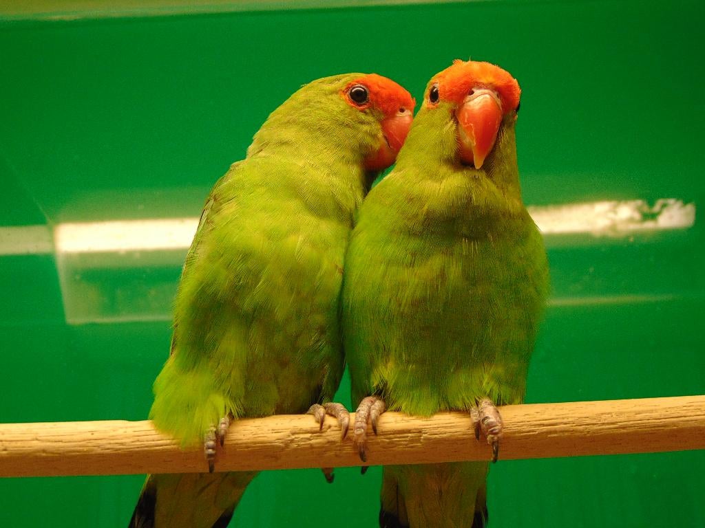 Agapornis Taranta., Dieren en Toebehoren, Geslacht onbekend, Dwergpapegaai of Agapornis, Geringd
