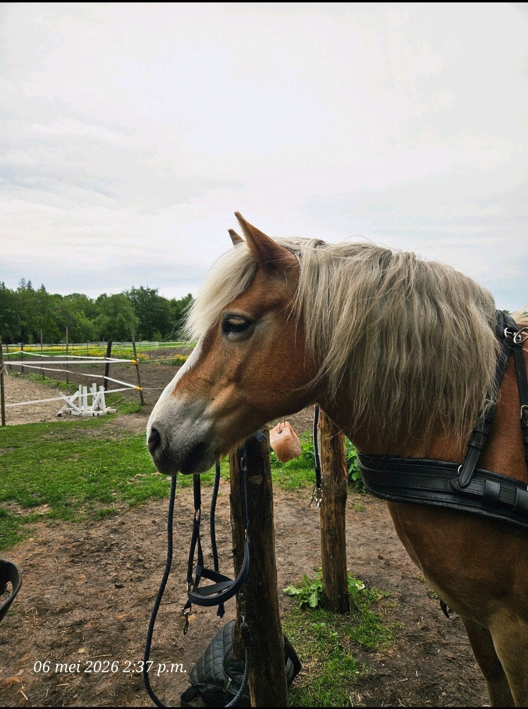 Verzorgster voor Haflinger, Dieren en Toebehoren, Ophalen of Verzenden