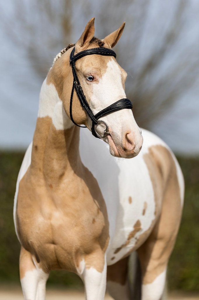 Knappe, lieve 9 jr ruin, Ruin, Springpony, 7 tot 10 jaar, D pony (1.37m tot 1.48m)