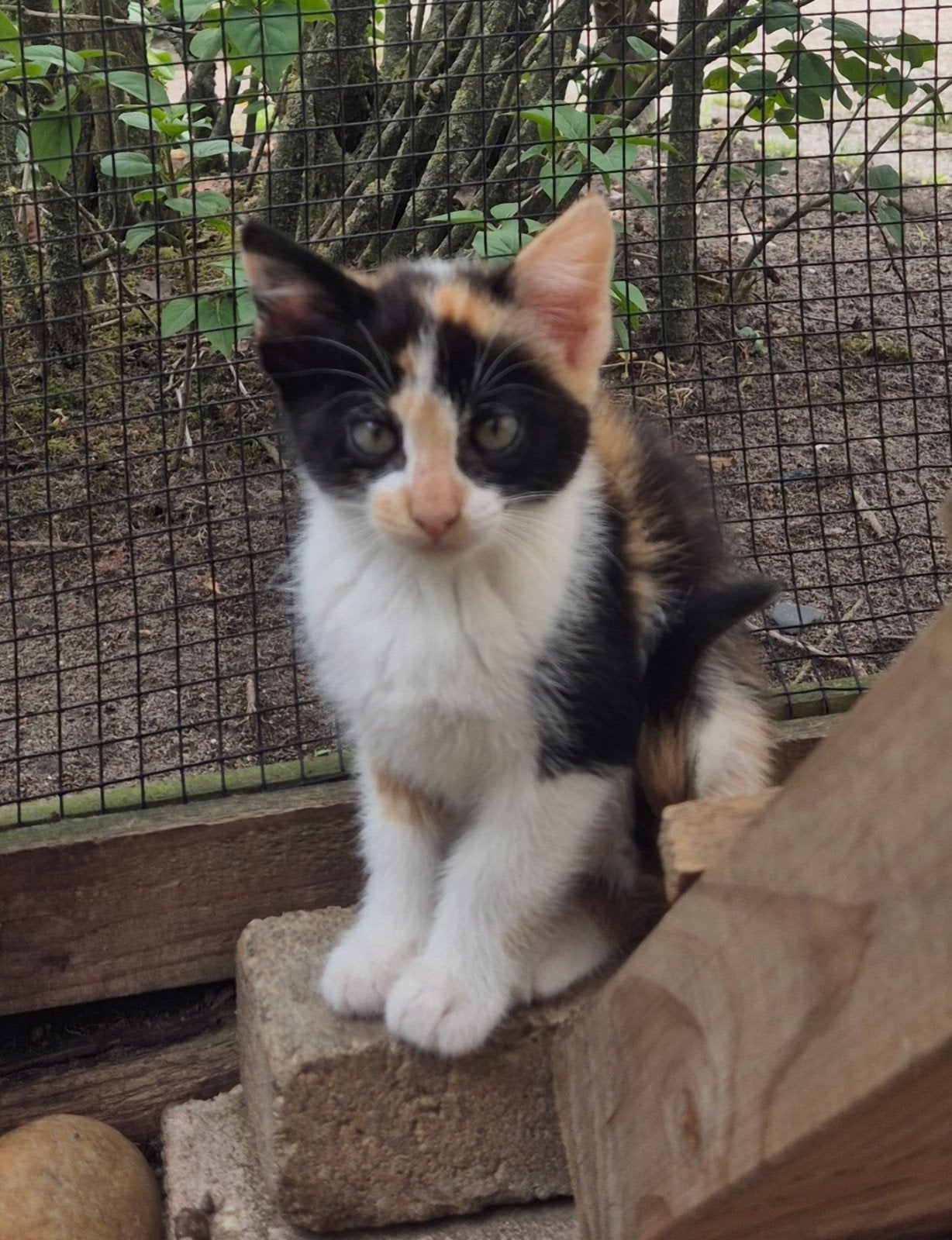 Leuke boerderij kittens, Meerdere dieren
