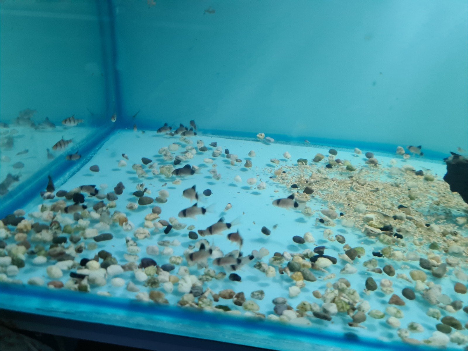 Corydoras Panda, Pantsermeerval, Vis, Zoetwatervis