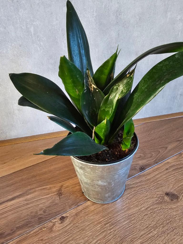 Sansevieria Black Diamond, Vrouwentong, groene kamerplant, Ophalen, Overige soorten, Halfschaduw, In pot