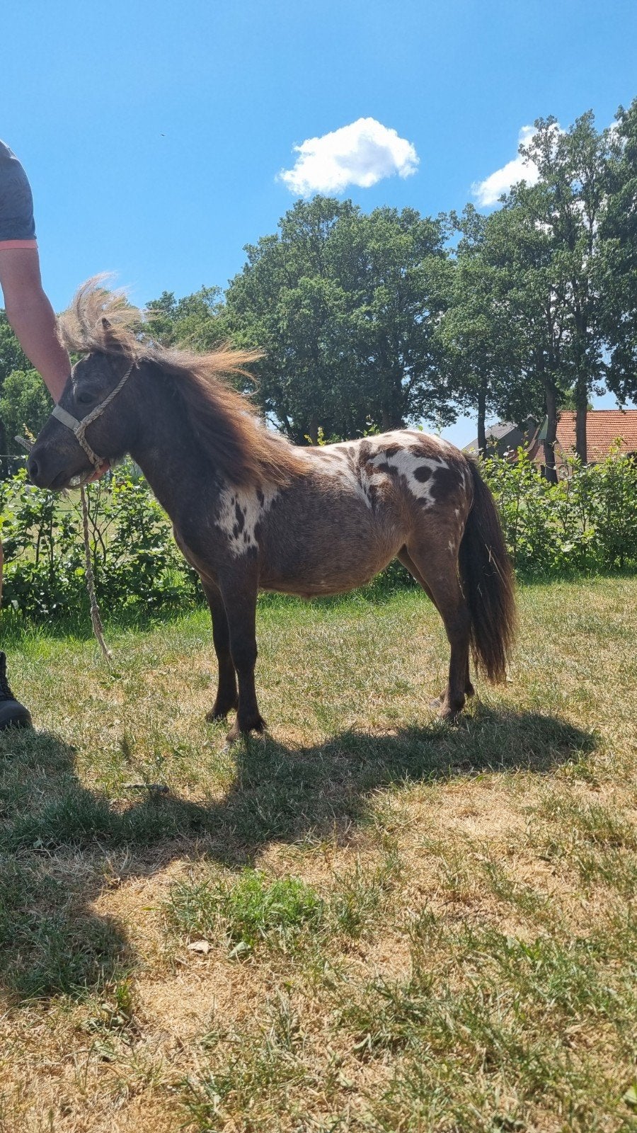 Mini merries, Dieren en Toebehoren, Merrie