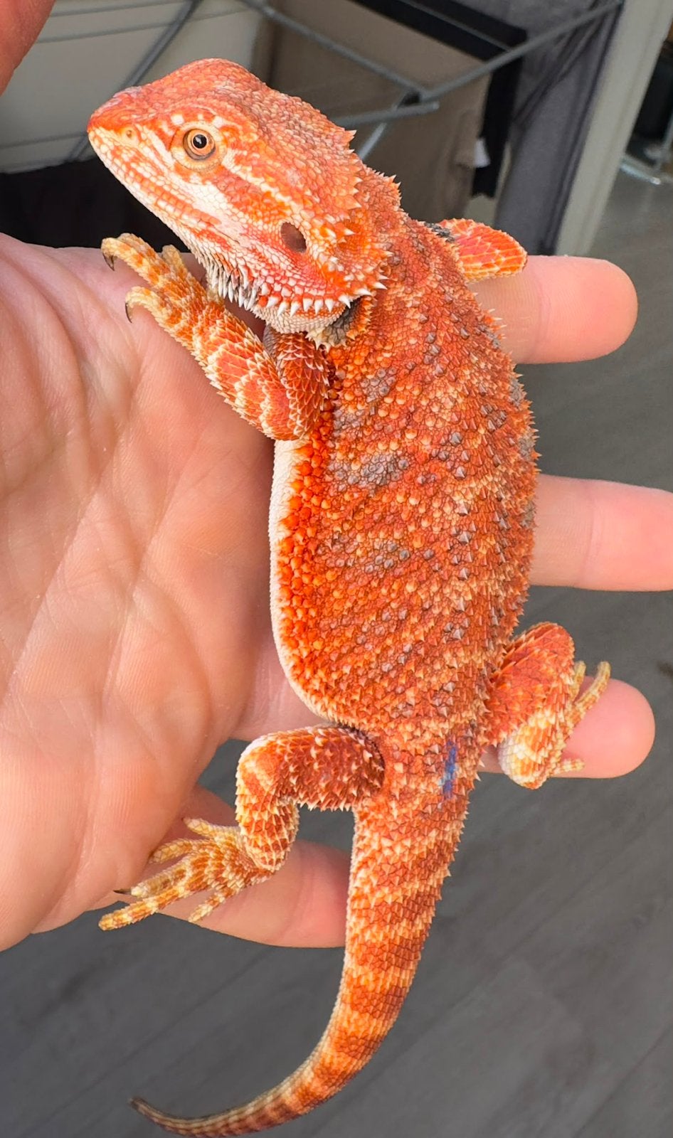 Rood oranje baardagaam man, Dieren en Toebehoren, Hagedis, 0 tot 2 jaar