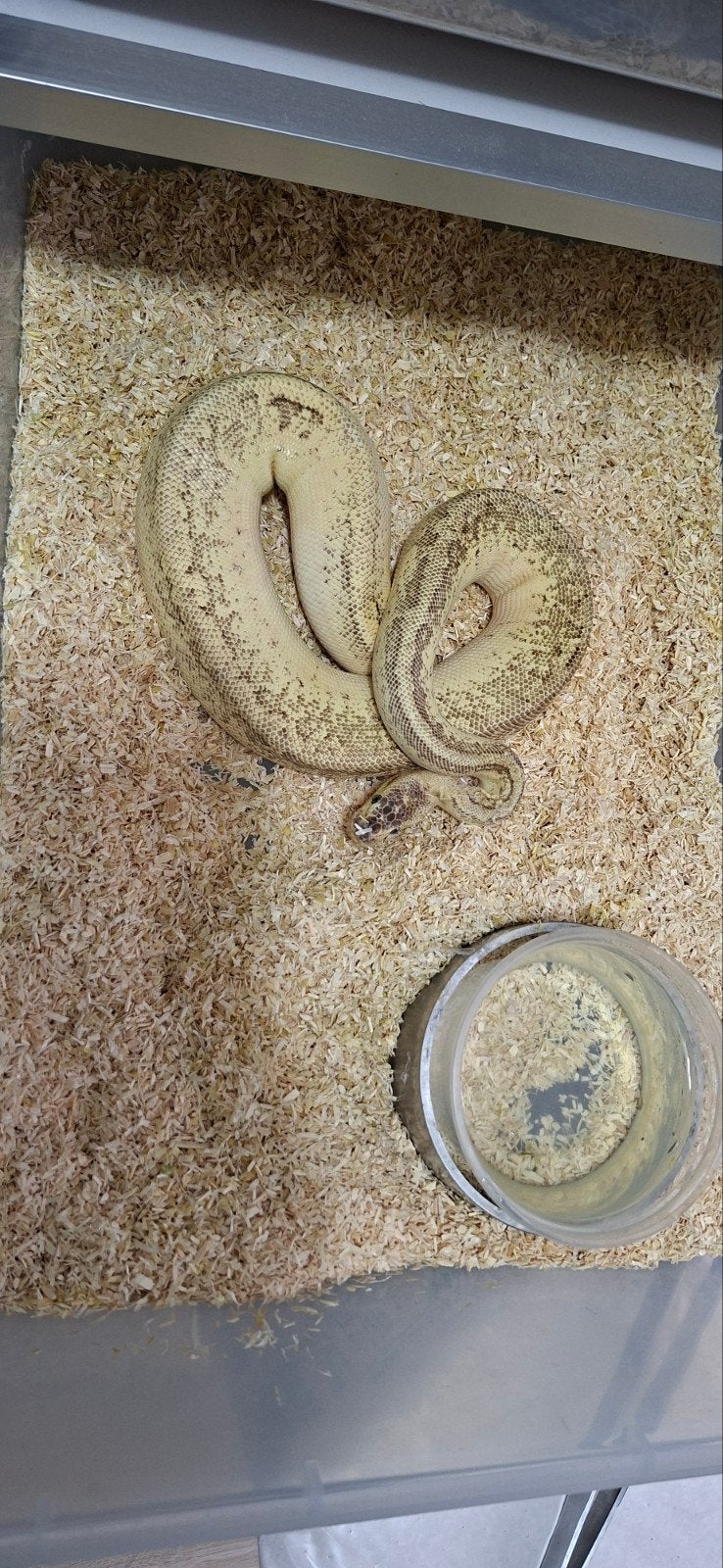 Python regius volwassen en nakweek