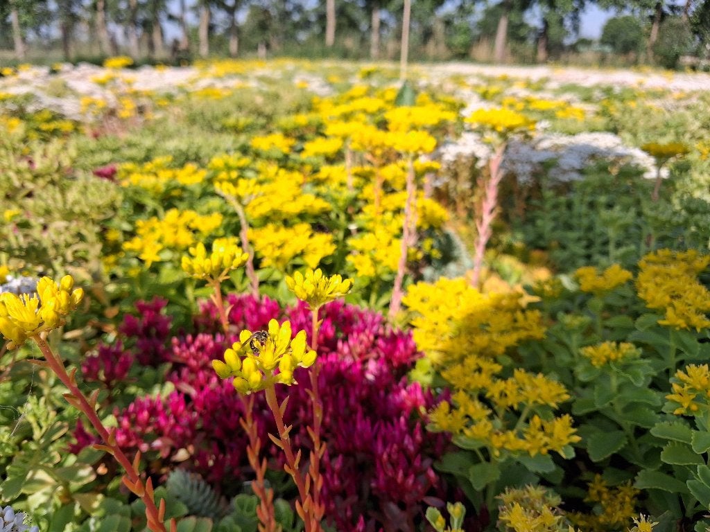 SEDUM PLANTEN 10 VERSCHILLENDE SOORTEN, Ophalen, Bodembedekkers, Volle zon, Vaste plant