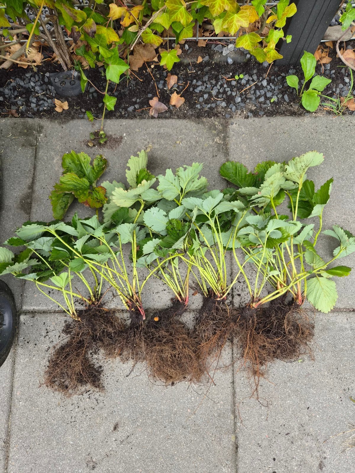 Mooie aardbeienplanten 1 en 2 jaar oud, Ophalen, Volle zon, Vaste plant, Zomer