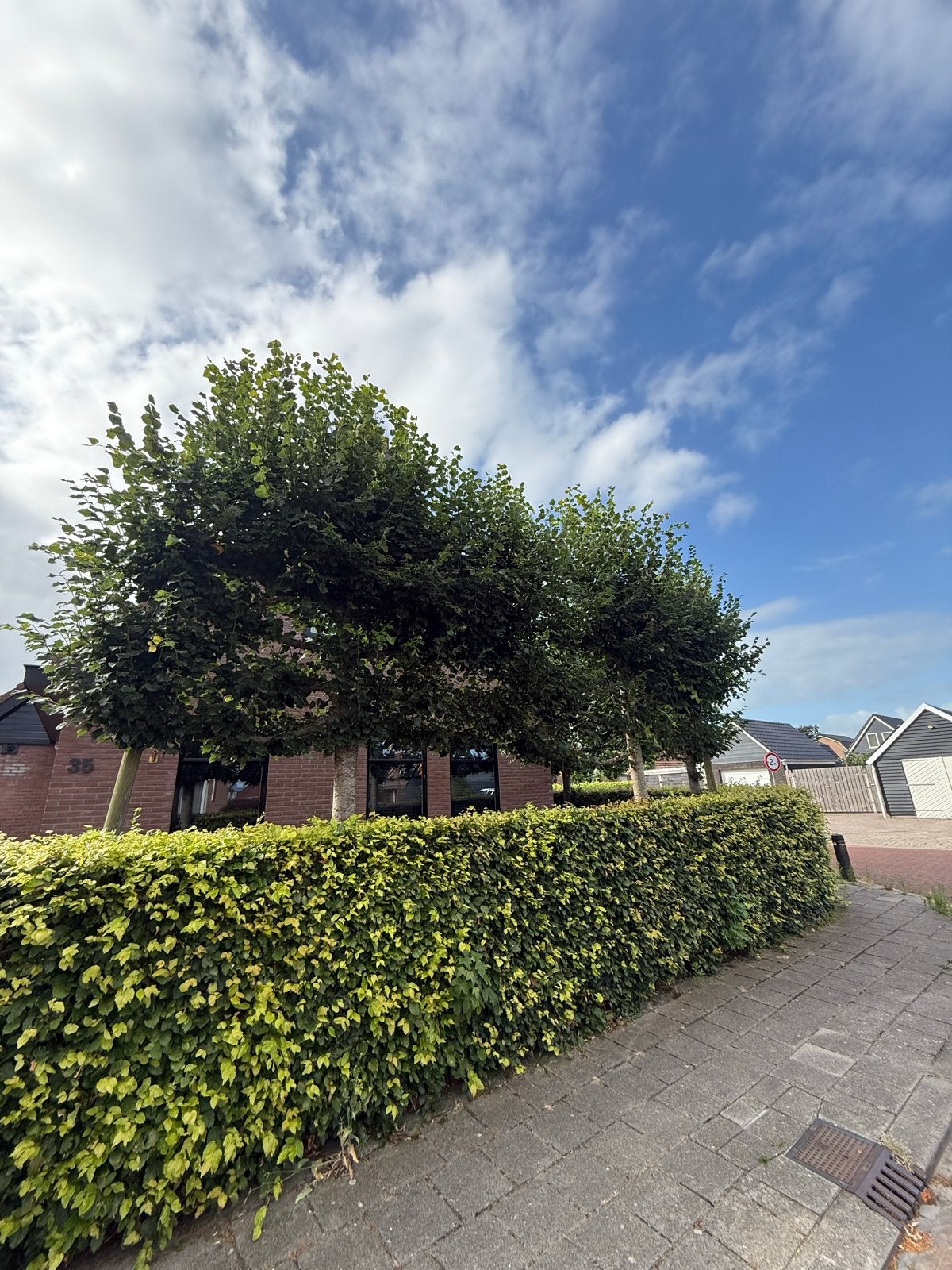 Leibomen - Perfect voor privacy en schaduw, Bloeit niet, Leiboom, 250 tot 400 cm, Ophalen