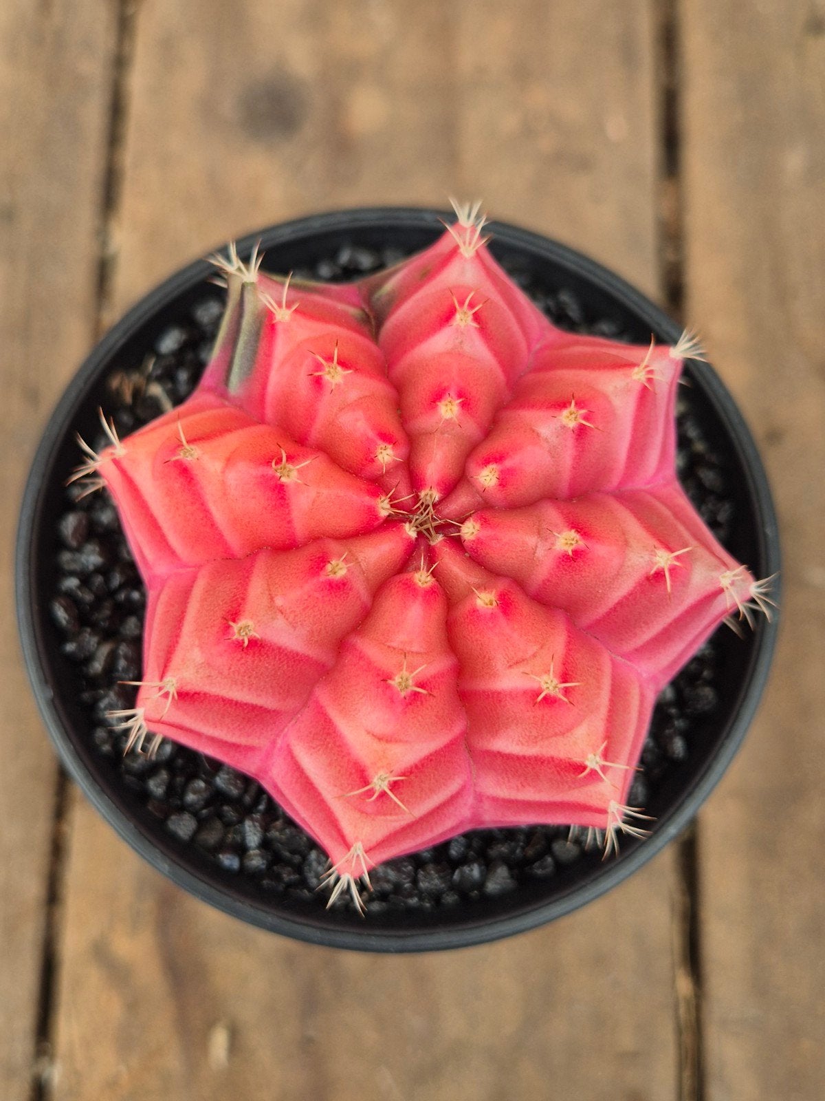 Cactus Gymnocalycium High Color p8 (4), Huis en Inrichting, Ophalen of Verzenden, Cactus, Volle zon, Minder dan 100 cm