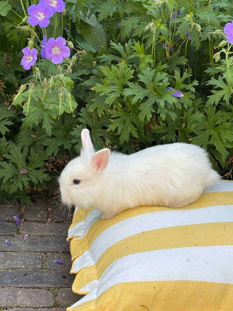 Lieve fluffy konijntjes handtam 8 weken oud, Dieren en Toebehoren, Konijnen, Meerdere dieren, Dwerg, 0 tot 2 jaar