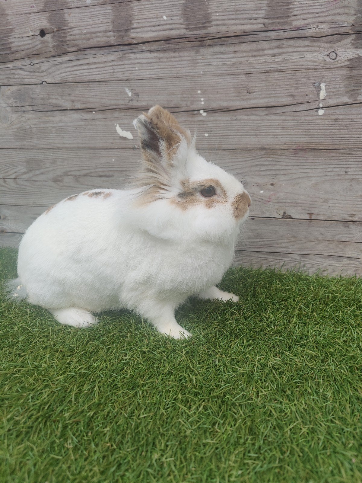 Lief, wit konijntje zoekt nieuw huis, Dieren en Toebehoren, Konijnen, Mannelijk, Dwerg